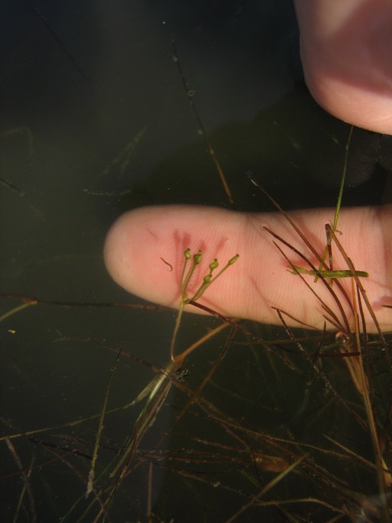 Ruppia maritima
